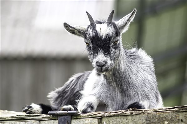 Pygmy goat